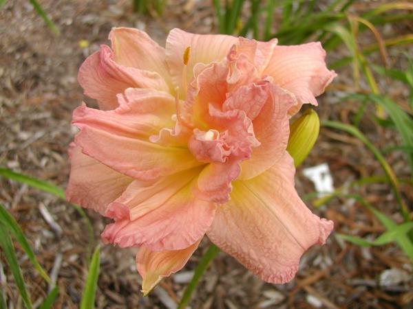 Pink Peppermint