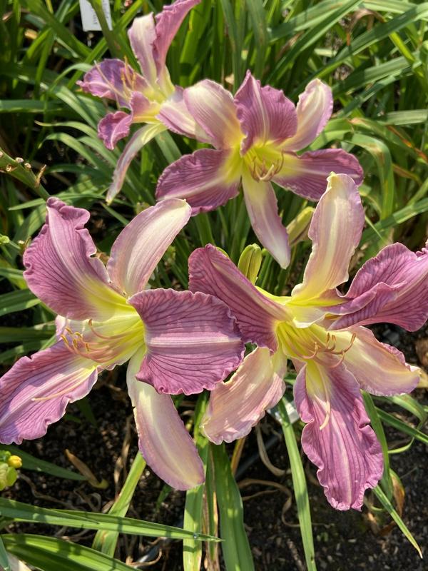MOONLIGHT ORCHID