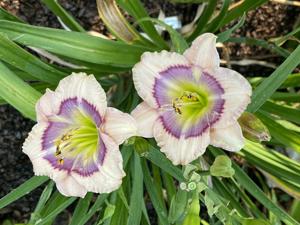WESTBOURNE SWEET DEW DROPS