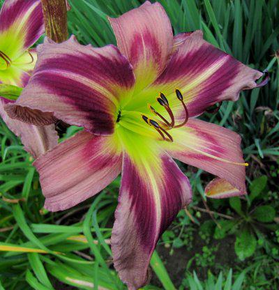 tsflowers