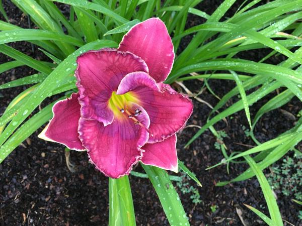 IMG_4673