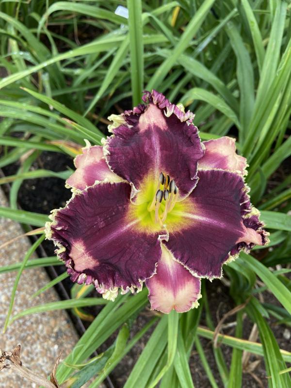 FABULOUS BLACK PEARL