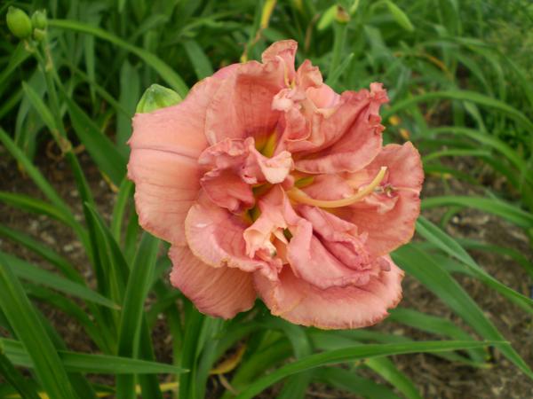 Late May garden 094