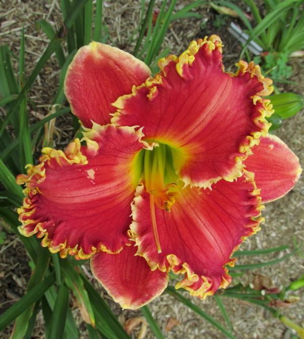 RED_RAGAMUFFIN